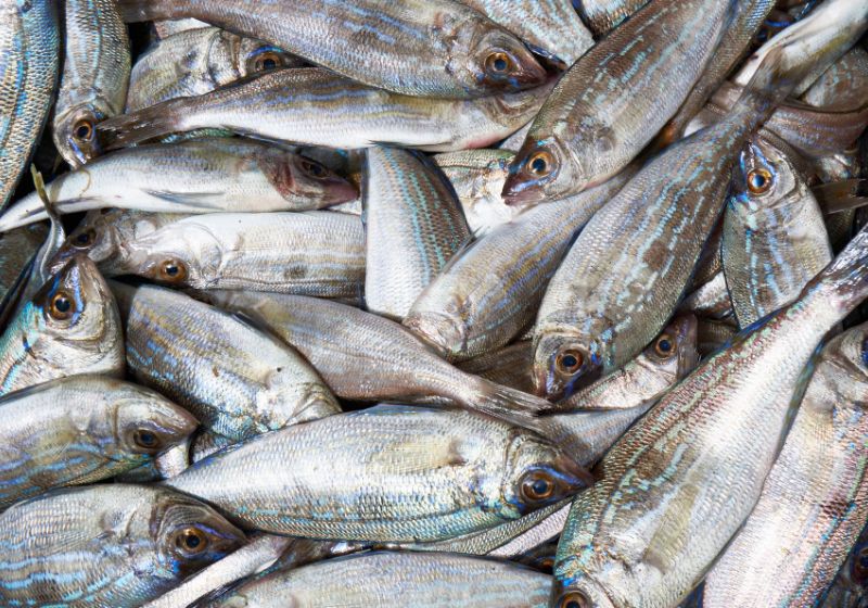 Ictio Áudio — monitoramento de pesca para ciência cidadã